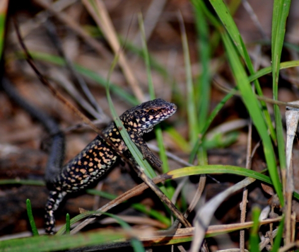 Podarcis muralis.
